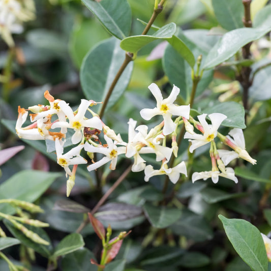 Jasmine Asiatic Minima blooms white with yellow centers close up