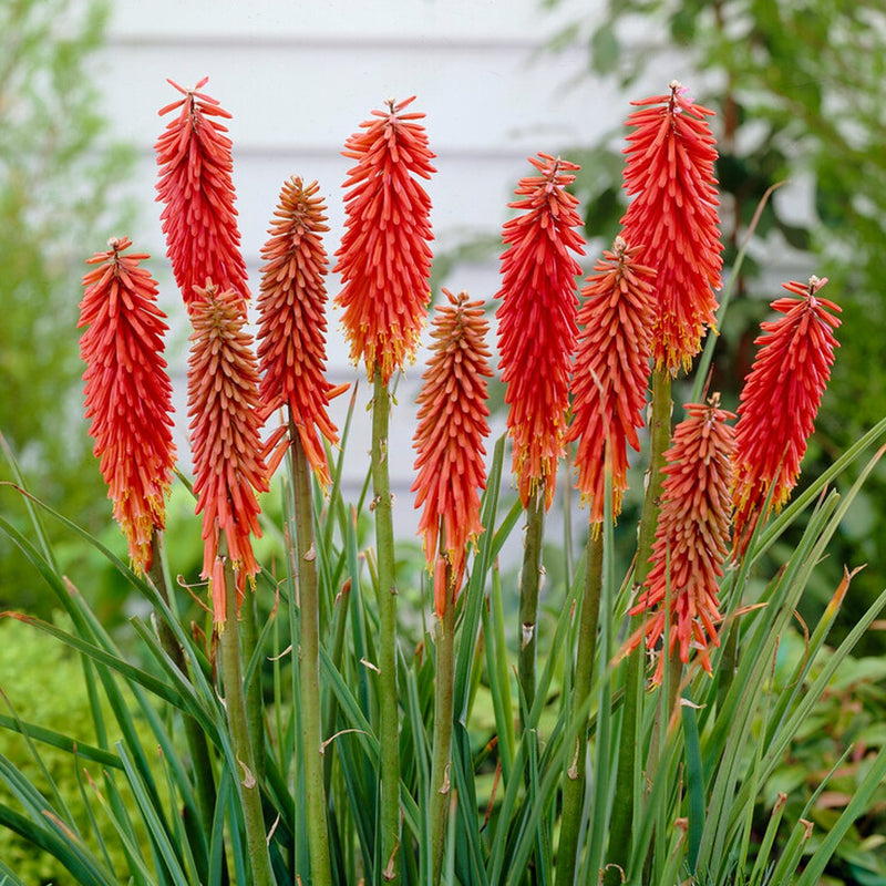 red tubular flowers of Kniphofia Nancy's Red