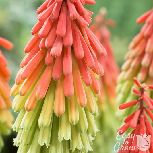 orange and yellow blooms of Kniphofia Traffic Lights