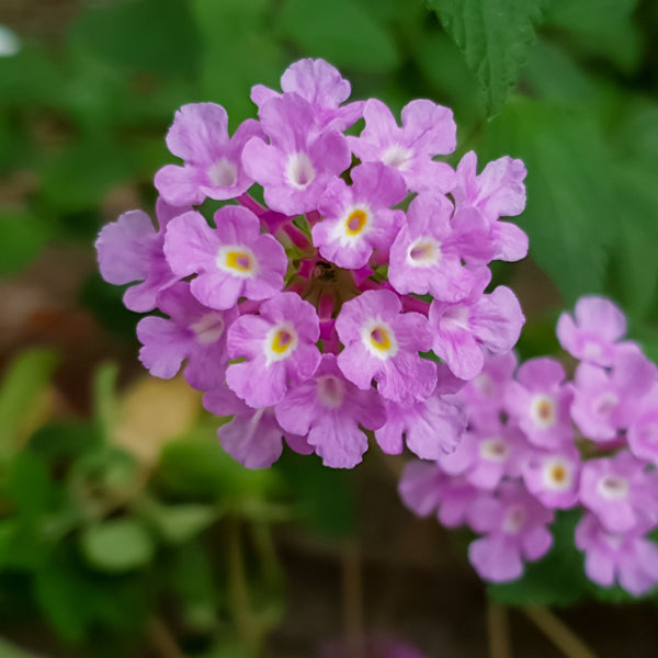 lavender lantana plant Lantana Montevidensis Purple Falls Potted Plants 2 Pack – Easy To Grow Bulbs