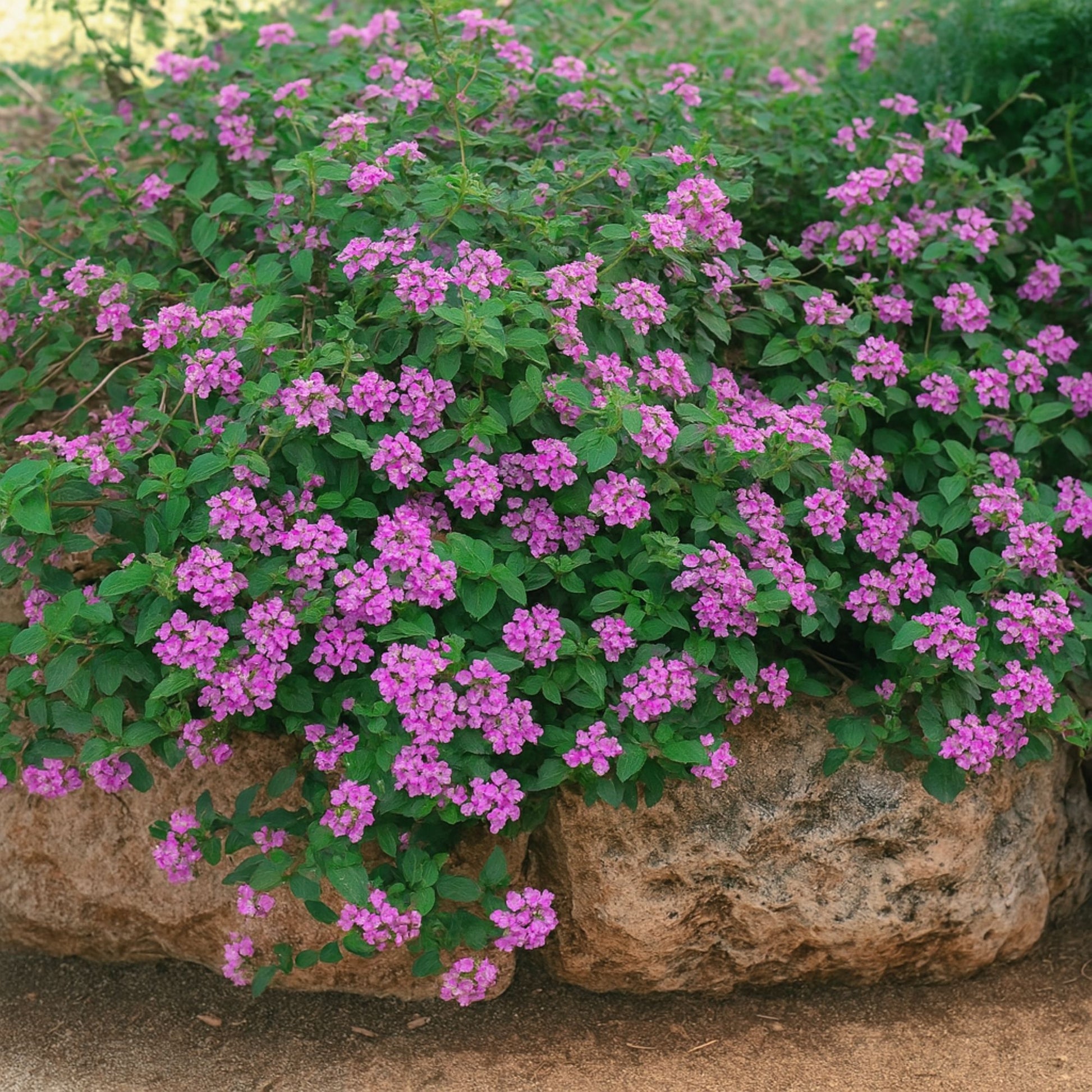 lavender lantana plant Lantana