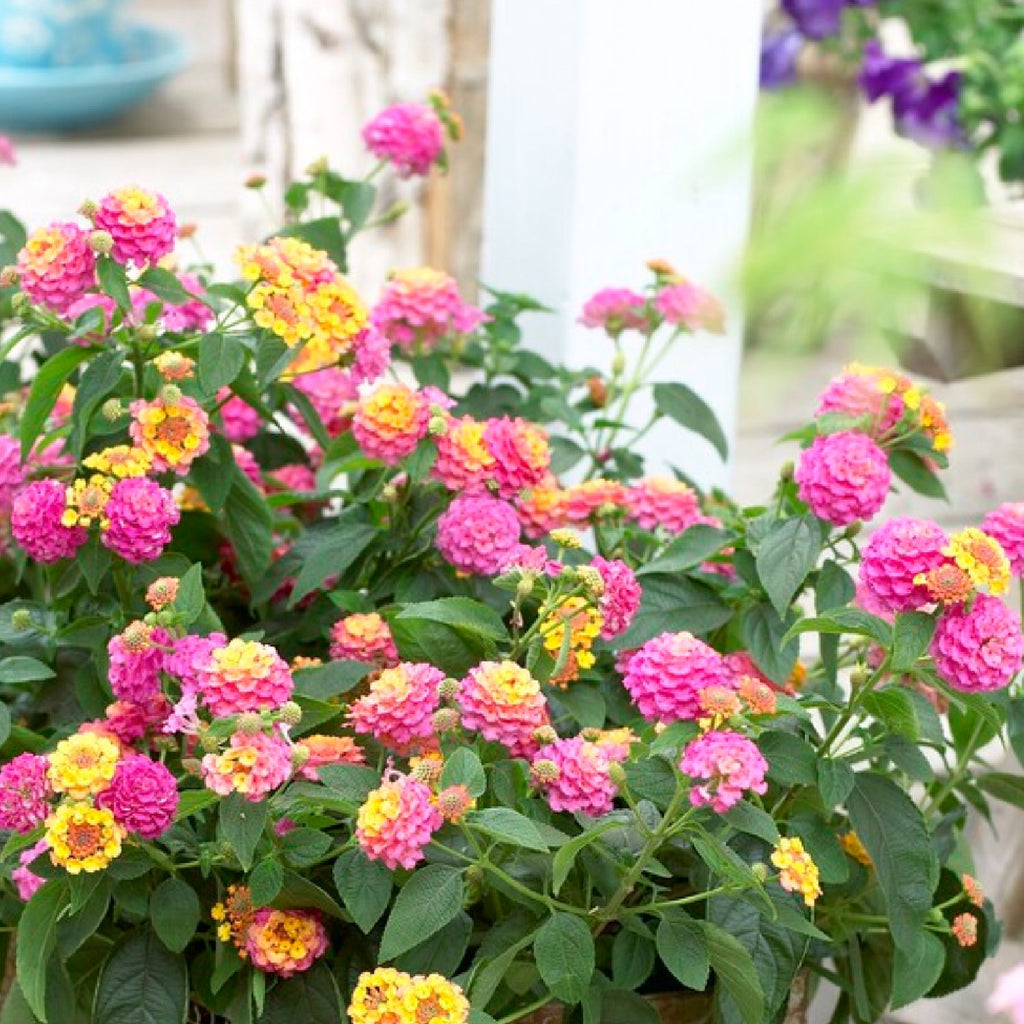 Stunning Lantana Plants for Sale Online Tropic Pink Bird Easy To