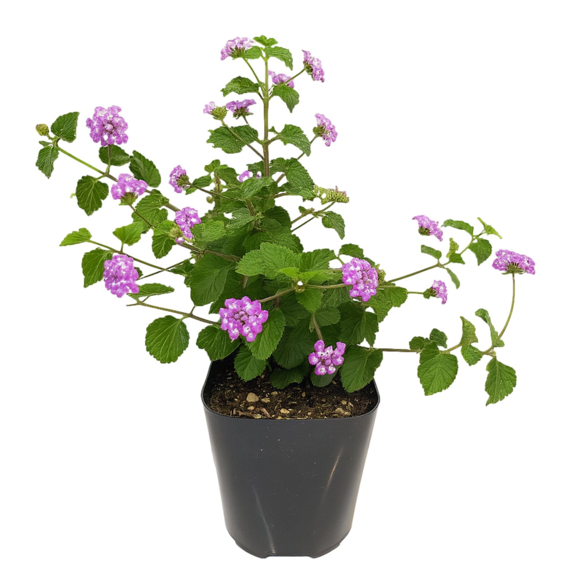 planting lantana in pots Lantana