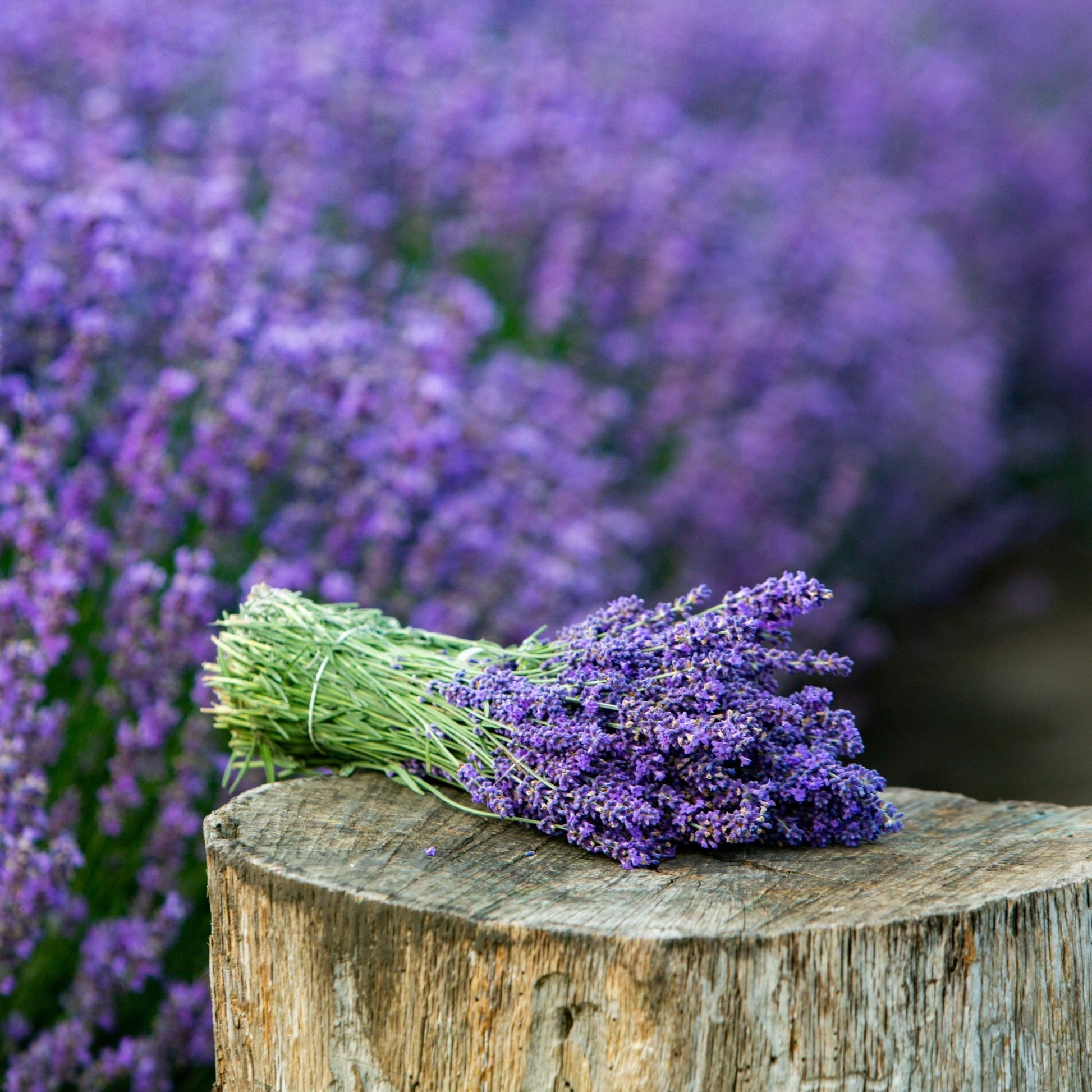 french blue lavender plant Lavender