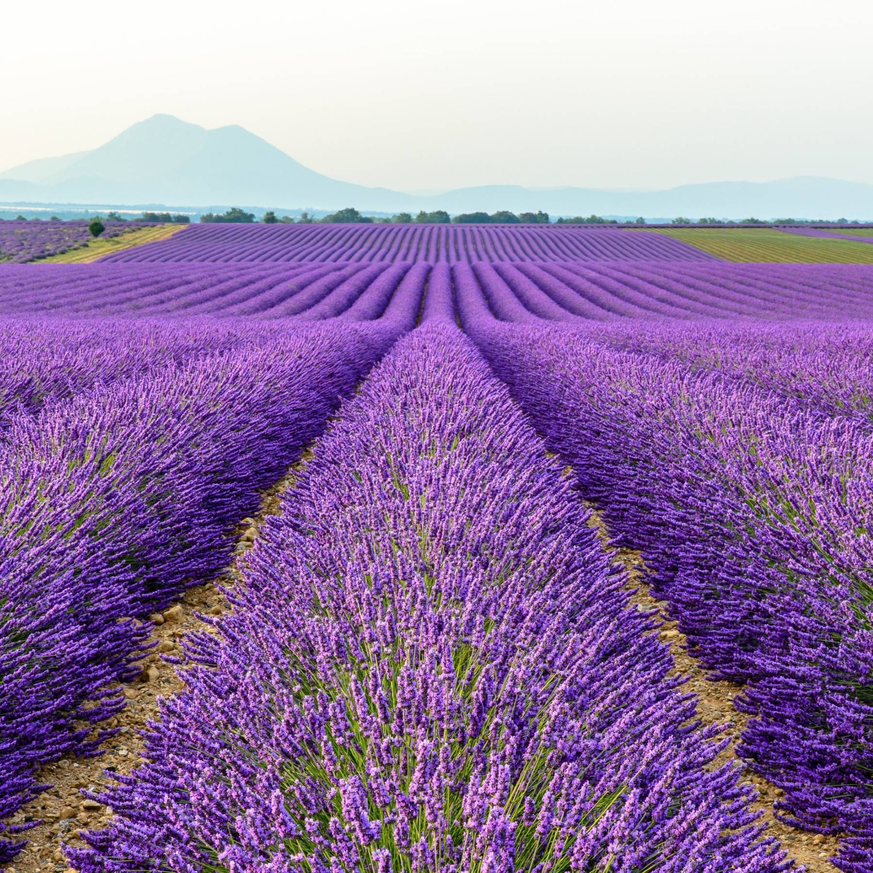 lavender french provence plant Lavender