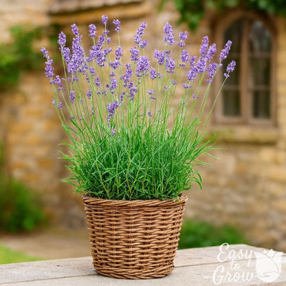 Lavender Munstead common English Lavender blooming in a cottage garden