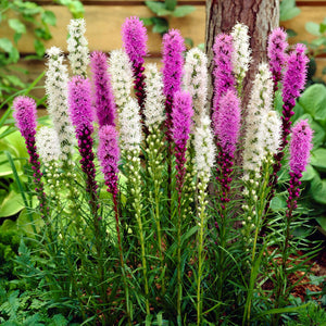 purple and white flower spikes of Liatris Mix