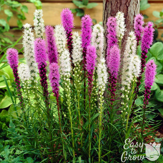 purple and white flower spikes of Liatris Mix