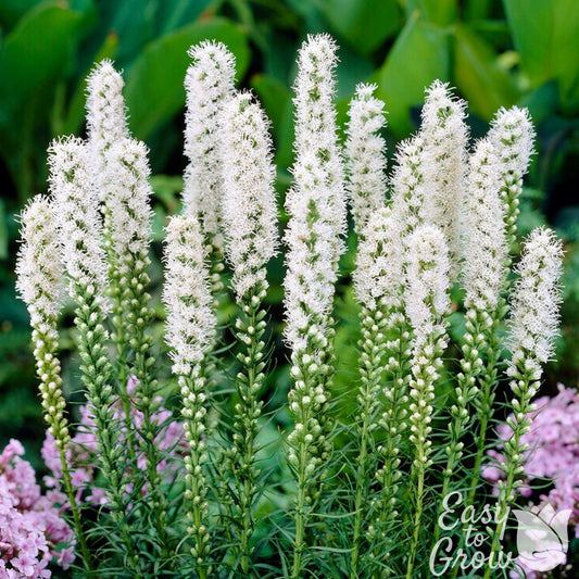 white flower spikes of Liatris spicata Alba