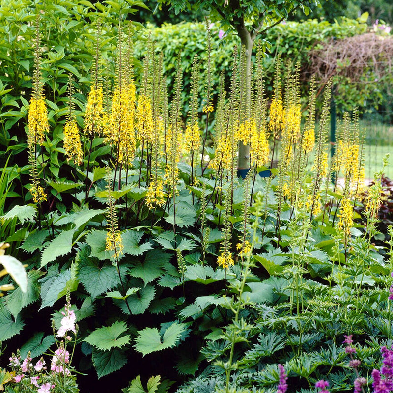 Ligularia The Rocket features tall yellow flower spikes atop large green leaves