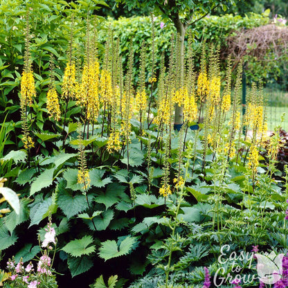 Ligularia The Rocket features tall yellow flower spikes atop large green leaves.