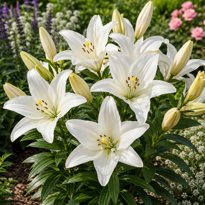 white lily diamond wholesaler Easy to Grow Bulbs Lilium