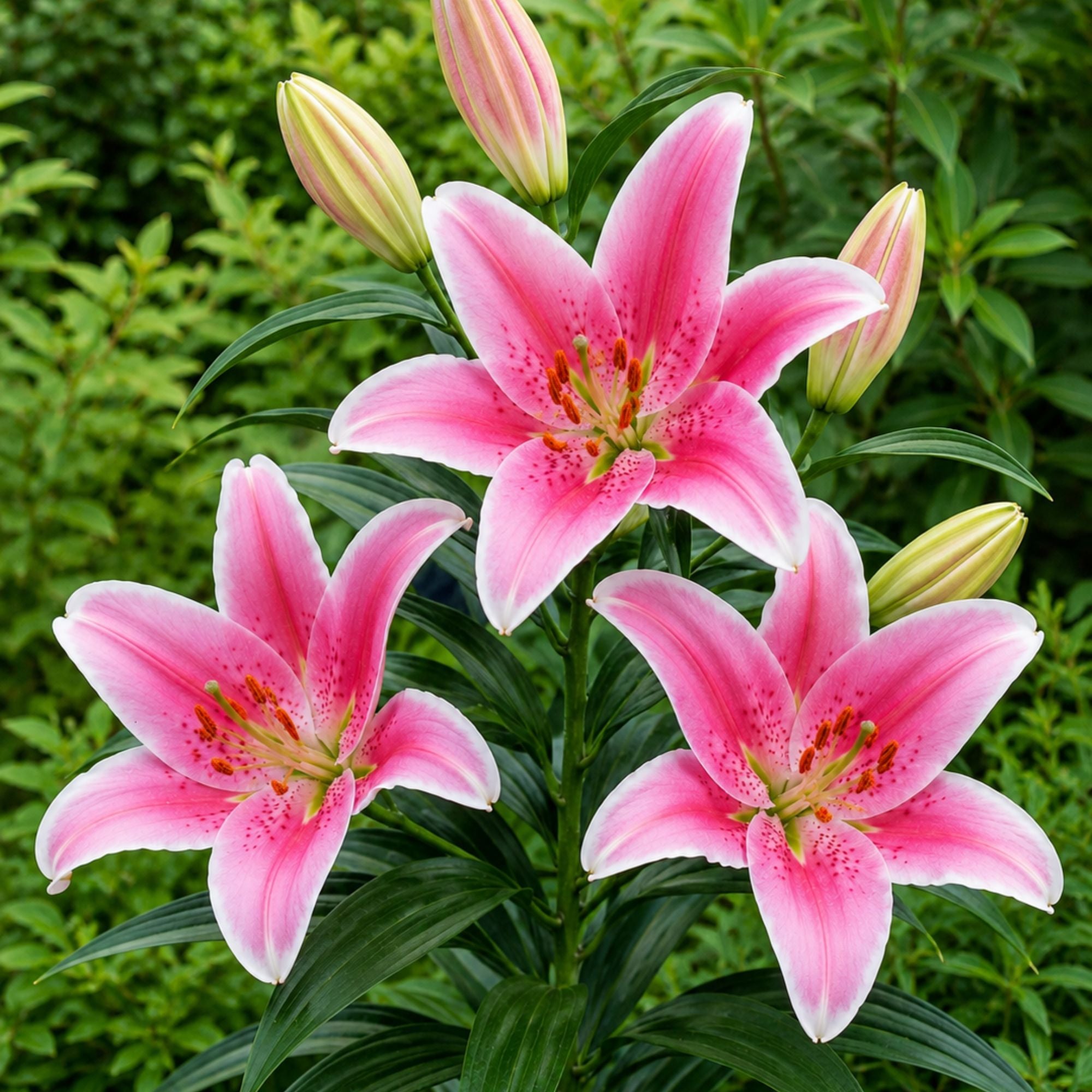 Lilium Oriental Lily Sorbonne - Thumbnail 2