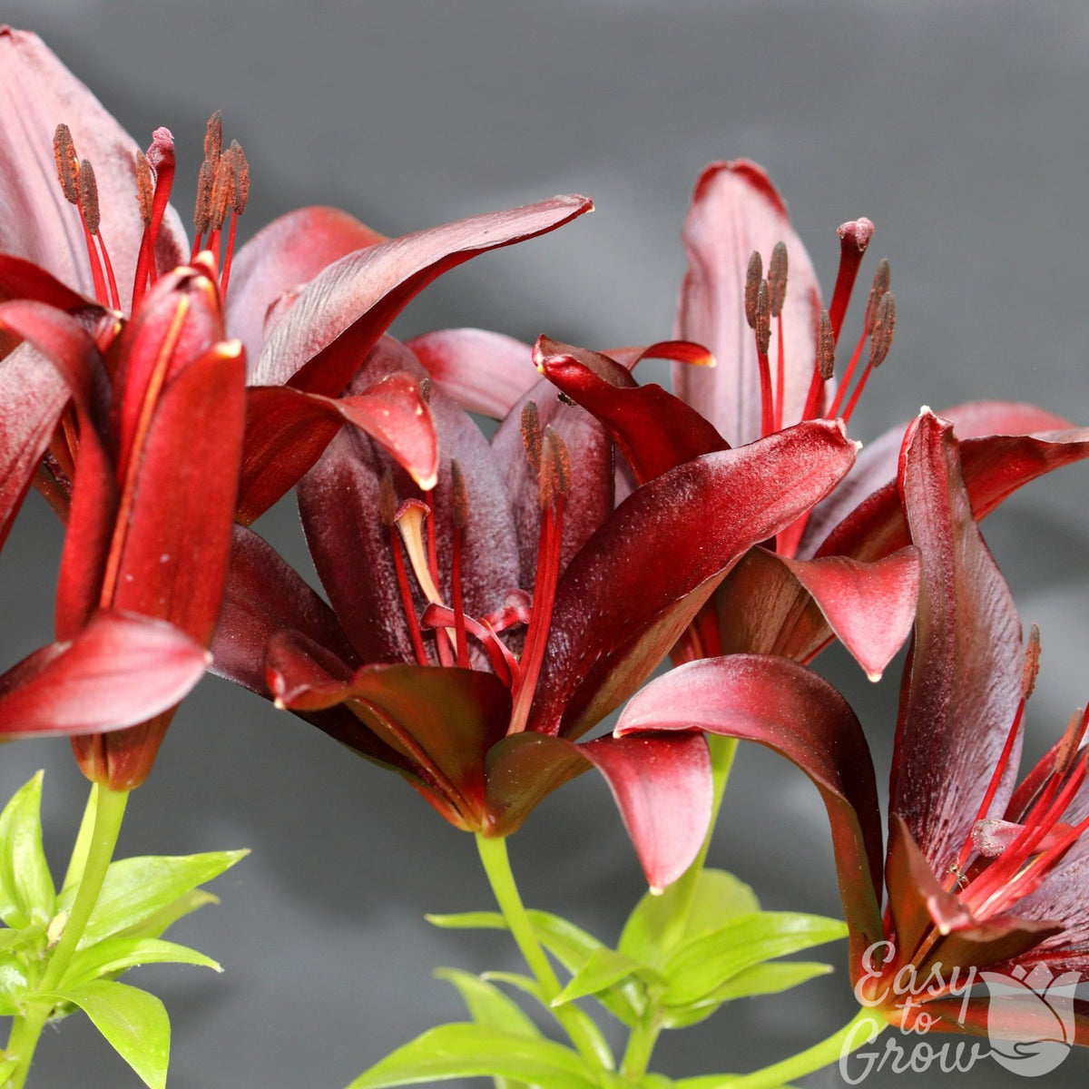 Asiatic Lily Dark Secret maroon-red flowers