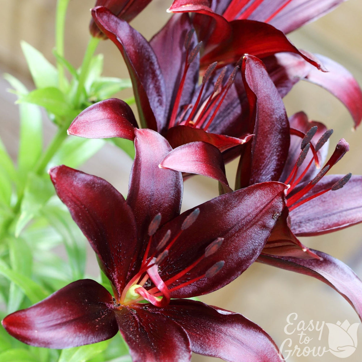 Asiatic Lily Dark Secret maroon flowers