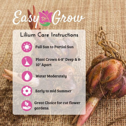 Lilium - Oriental Lily Stargazer