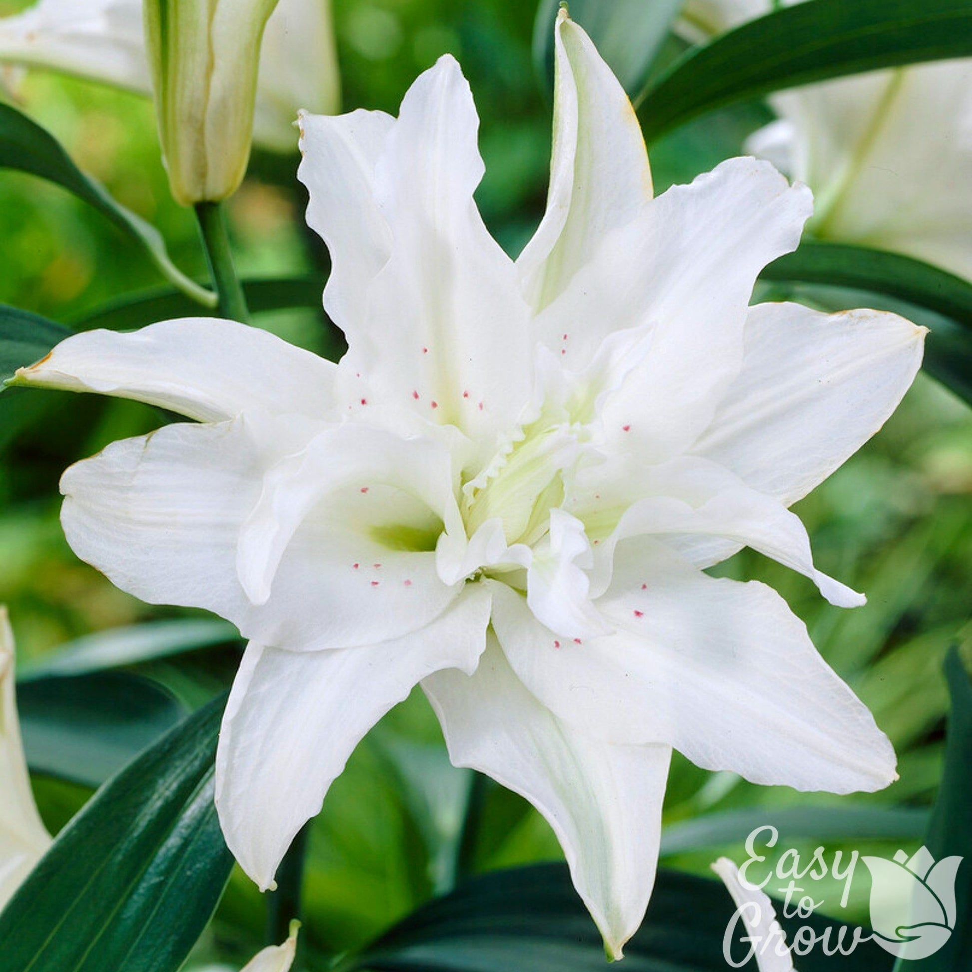 double white blooms of oriental lily polar star