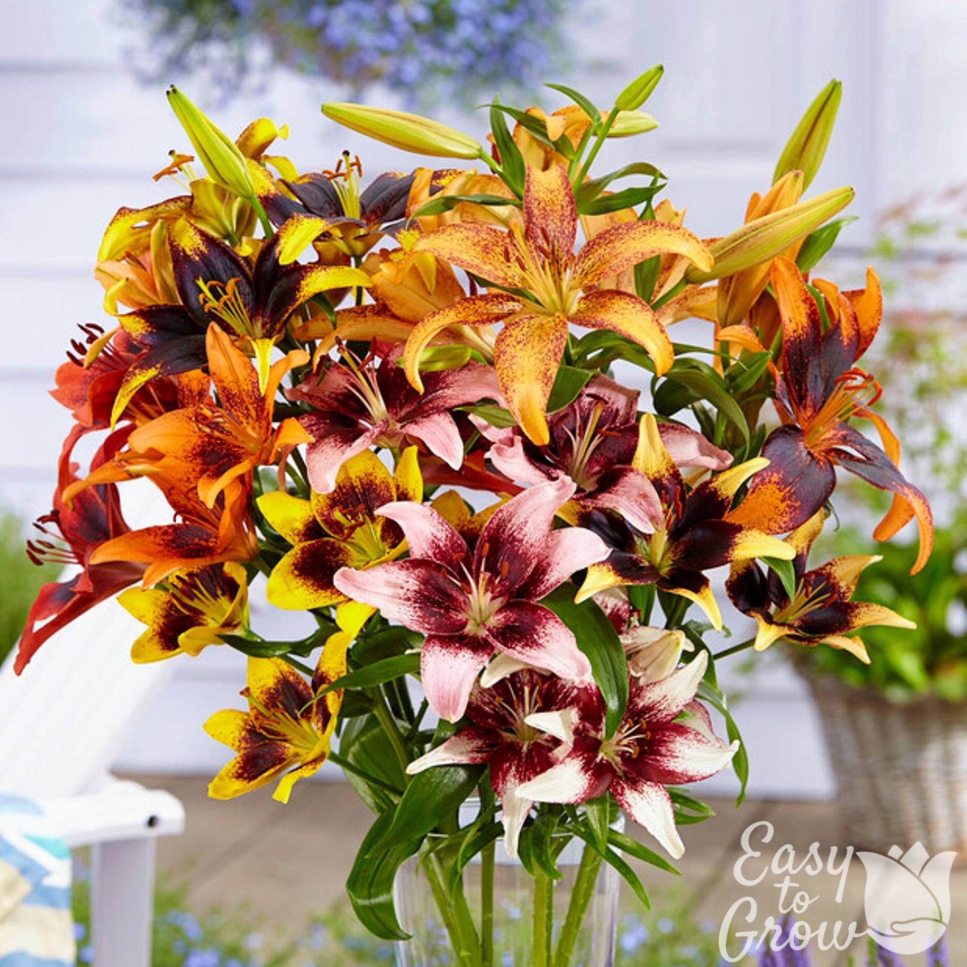 tango ladylike asiatic lily Lilium