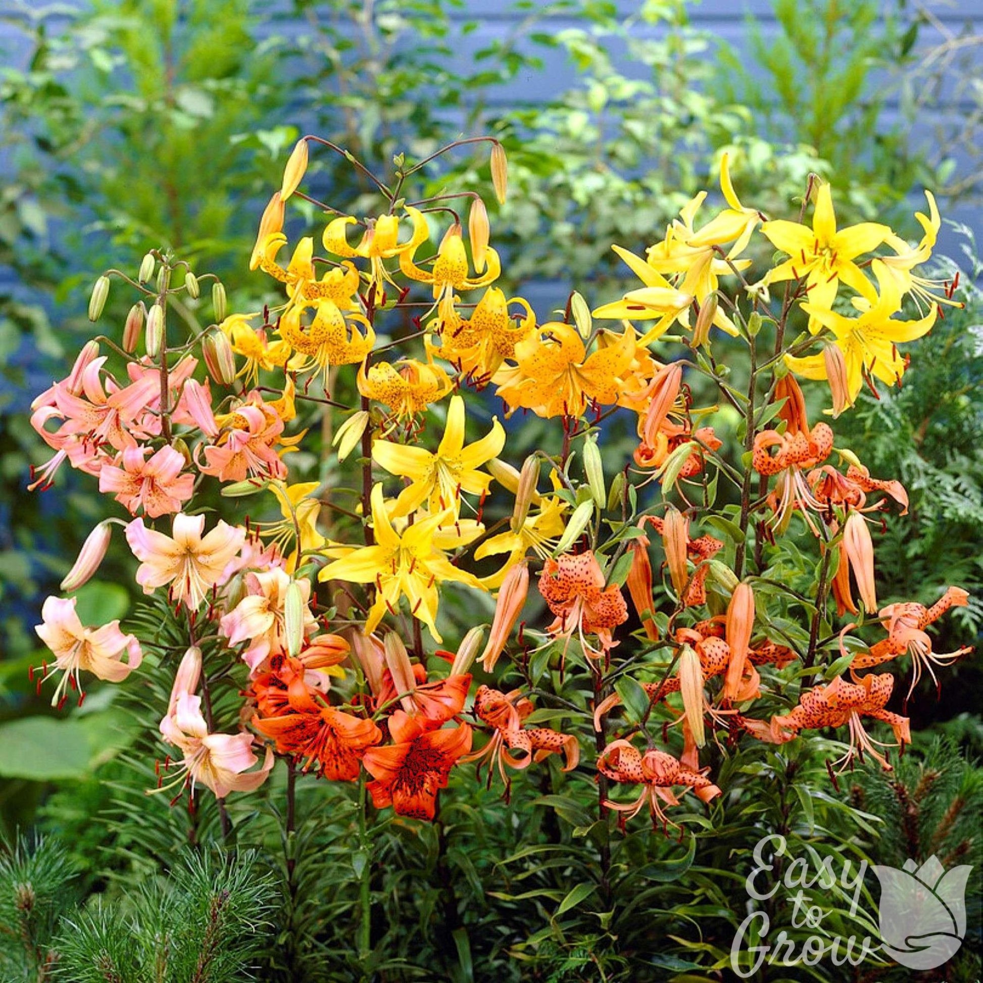 colorful blooms tiger lily flower mix