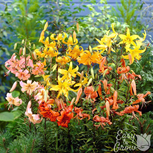 colorful blooms tiger lily flower mix