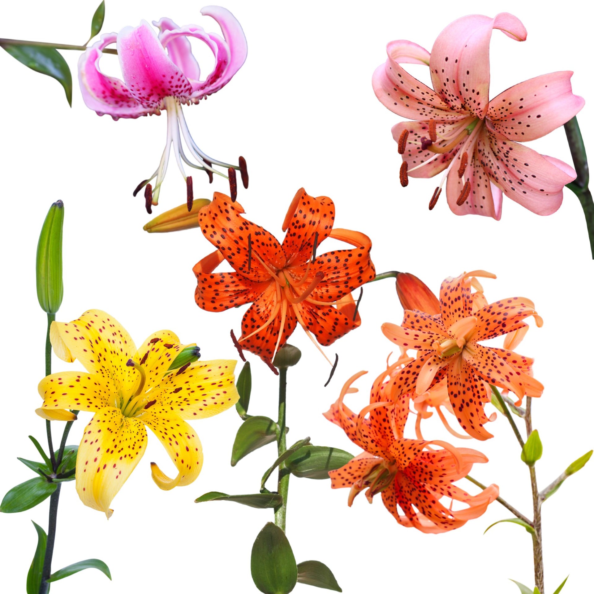 Colorful Tiger Lily Bulbs for Sale | Wild About Tiger Lily Mix  