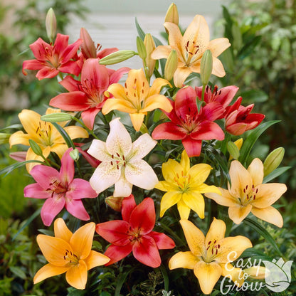 A Colorful mix of Asiatic Lilies
