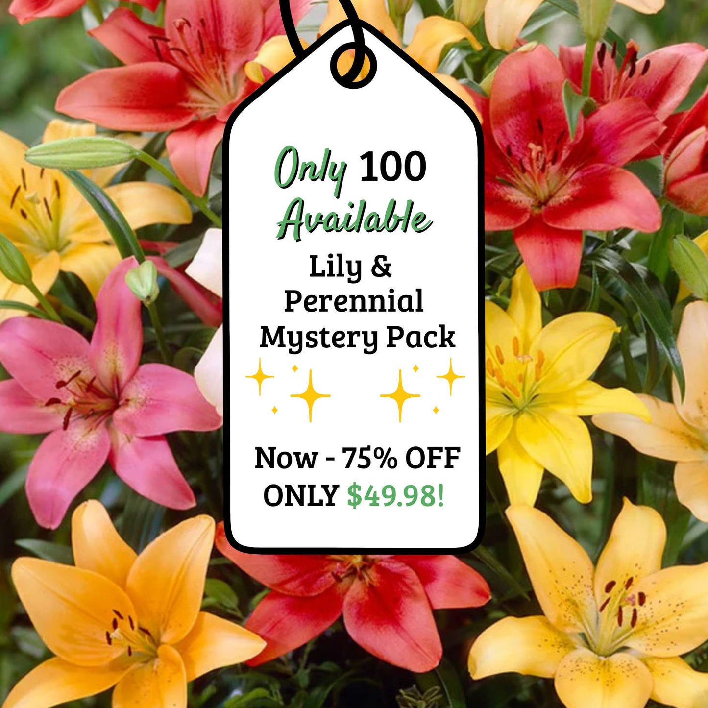 Adventure Pack 25+ Lilies & Perennials