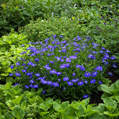 lobelia from seed to flower Easy to Grow Lobelia Blue Seed