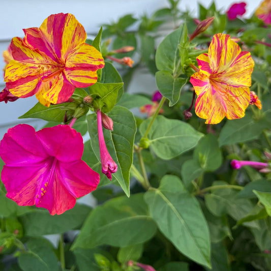 Mirabilis flowers in yellow and pink stripe