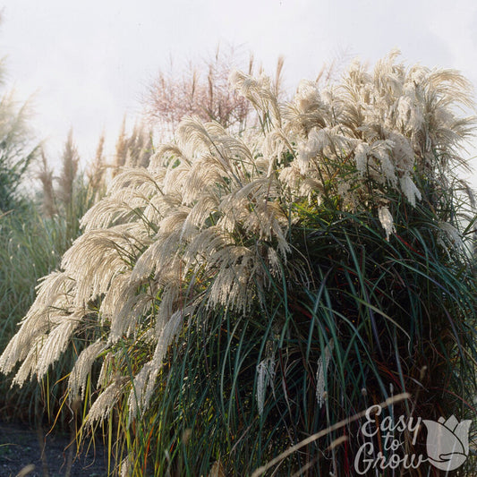 Miscanthus Purpurascens Grass