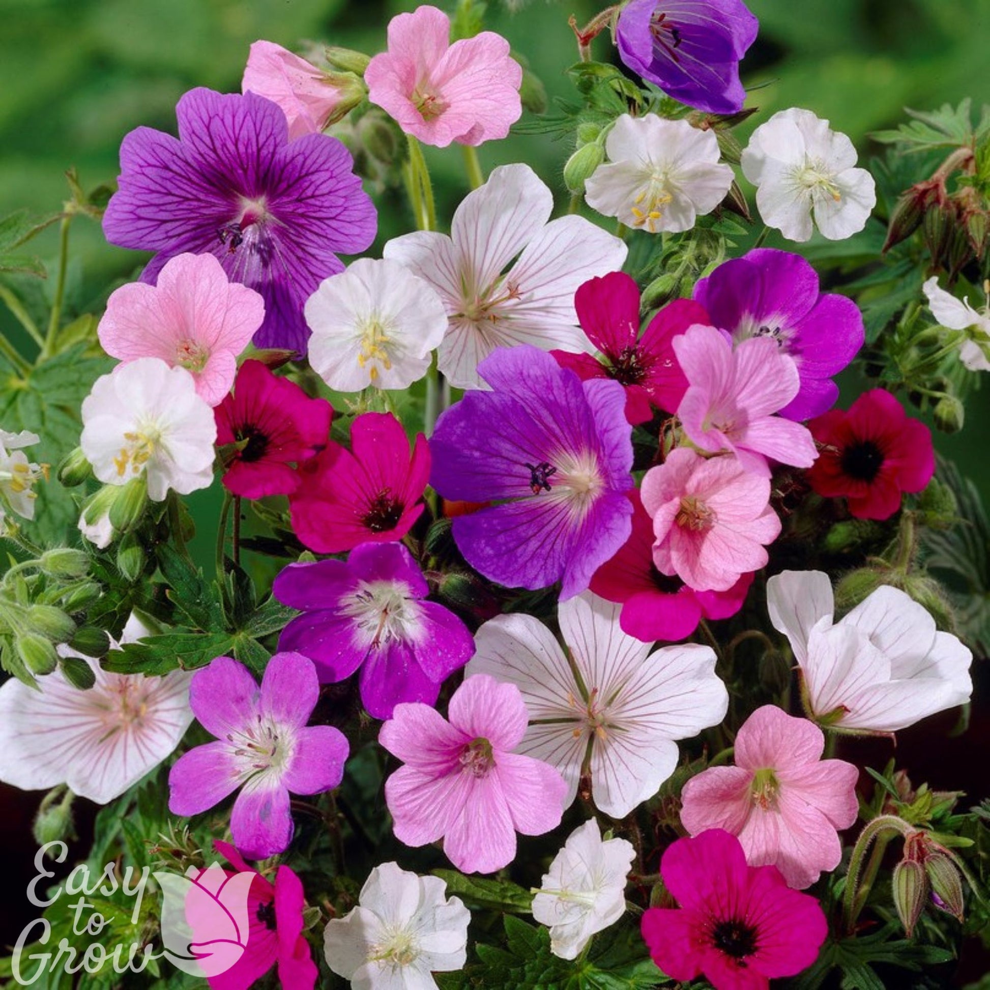 A Beautiful Combo of Pink, Purple, and White Geranium Blooms