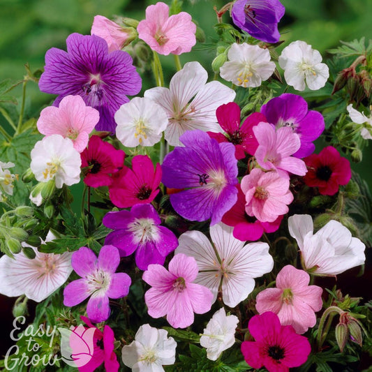 A Beautiful Combo of Pink, Purple, and White Geranium Blooms