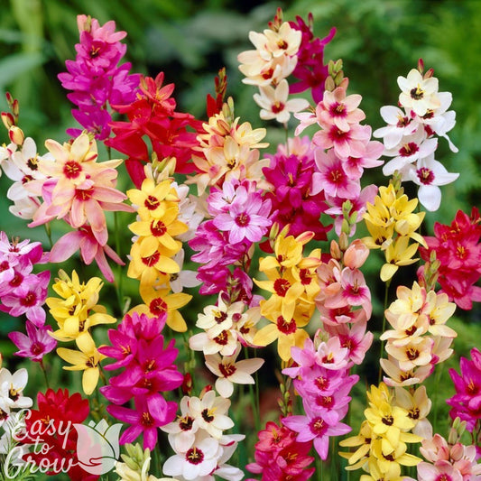 blooming ixia mix