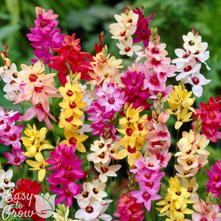 Ixia Planting & Growing Guide - Easy to Grow Bulbs – Easy To Grow Bulbs