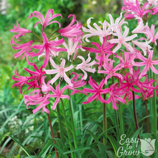 Pink and White Mixed Nerine blooms