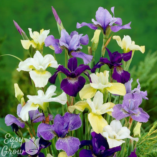 Yellow, Purple, and White Siberian Iris Blooms