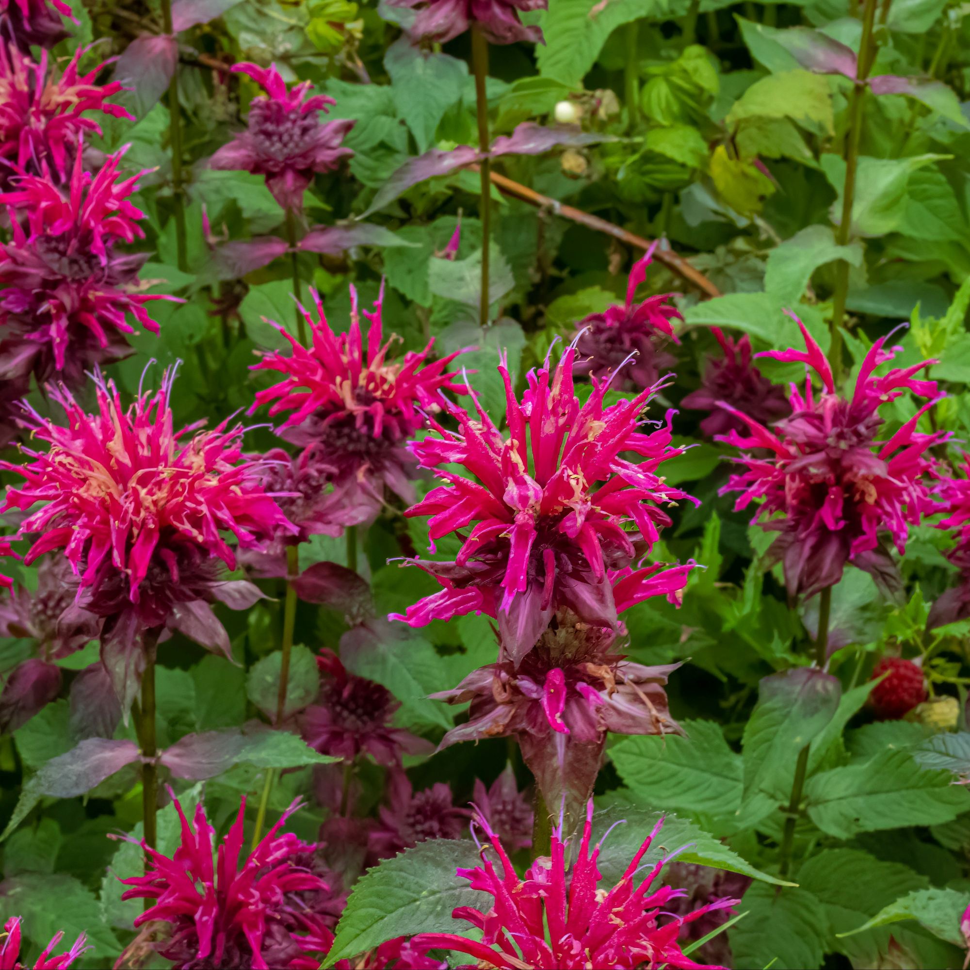 Bee Balm Balmy Purple - Thumbnail 2