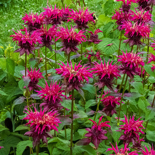 bee balm purple flower stalks blooming in the garden