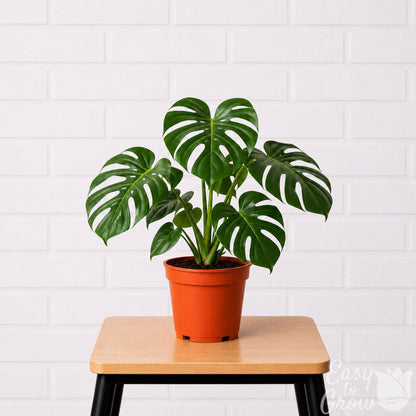 Monstera deliciosa swiss cheese plant on a stool