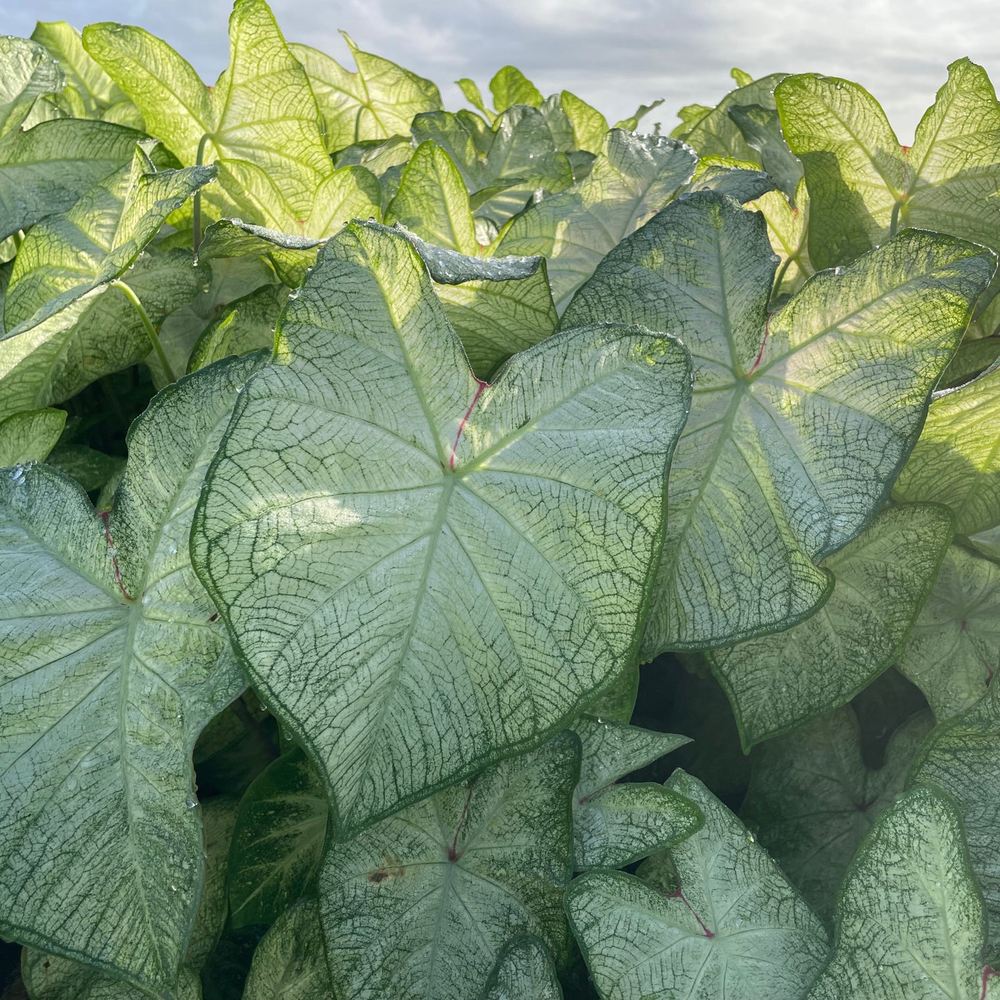 Caladium Florida Moonlight growing in garden