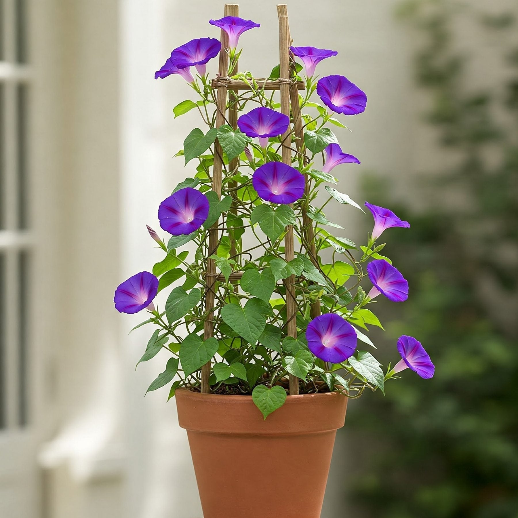 growing morning glories from seed Morning Glory Purple Seed
