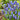 Muscari - Grape Hyacinth Blue