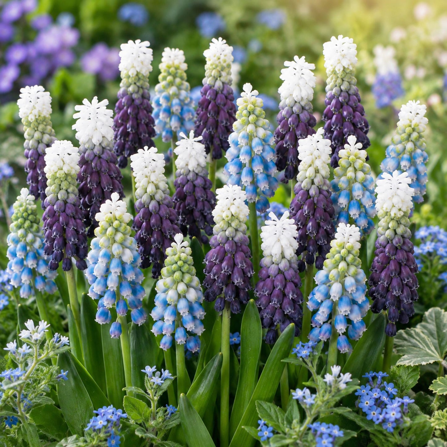 Muscari - Grape Hyacinth Spring Breeze Mix