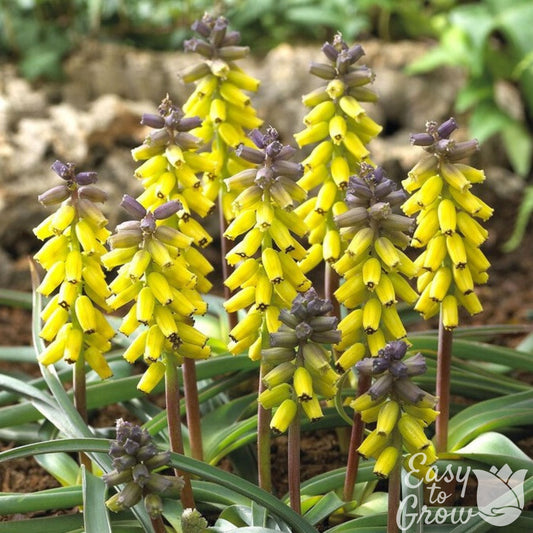 yellow muscari grape hyacinth blooms