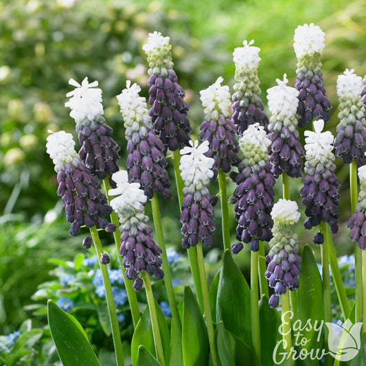 striking deep grape purple blooms with white tops Muscari Grape Ice