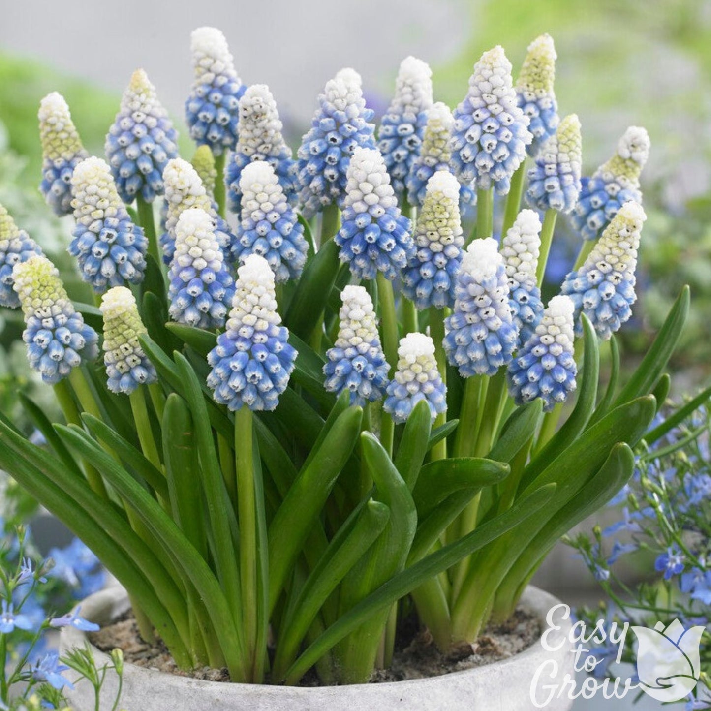 Light blue and white blooms of Muscari Grape Hyacinth Mountain Lady blooming in a pot