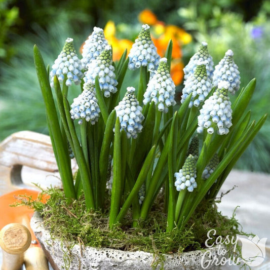 light blue and white blooms of muscari grape hyacinth