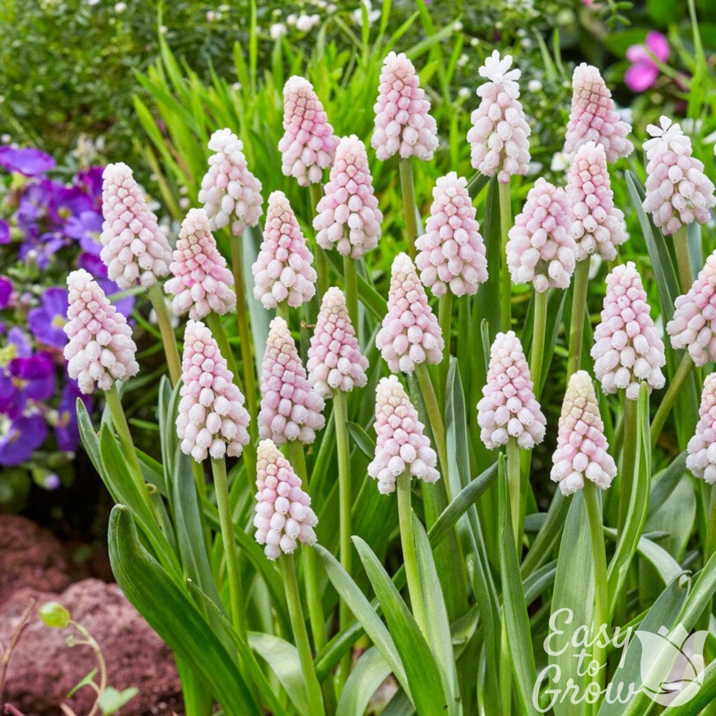 Grape Hyacinth Pink Surprise
