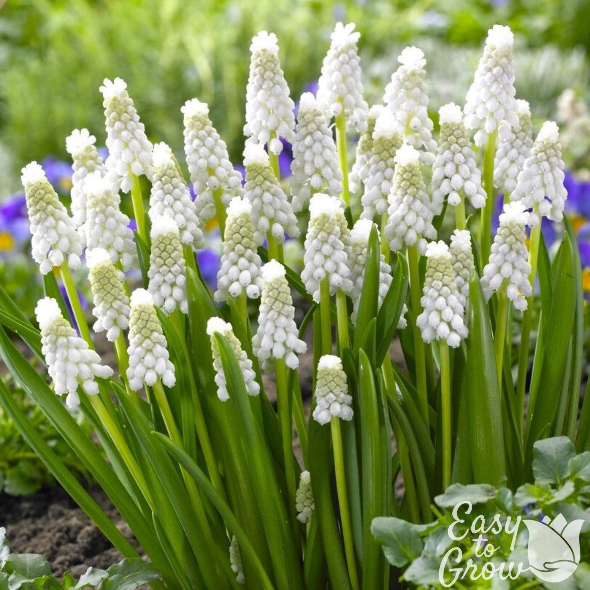 white flowers of Muscari Siberian Tiger in the garden