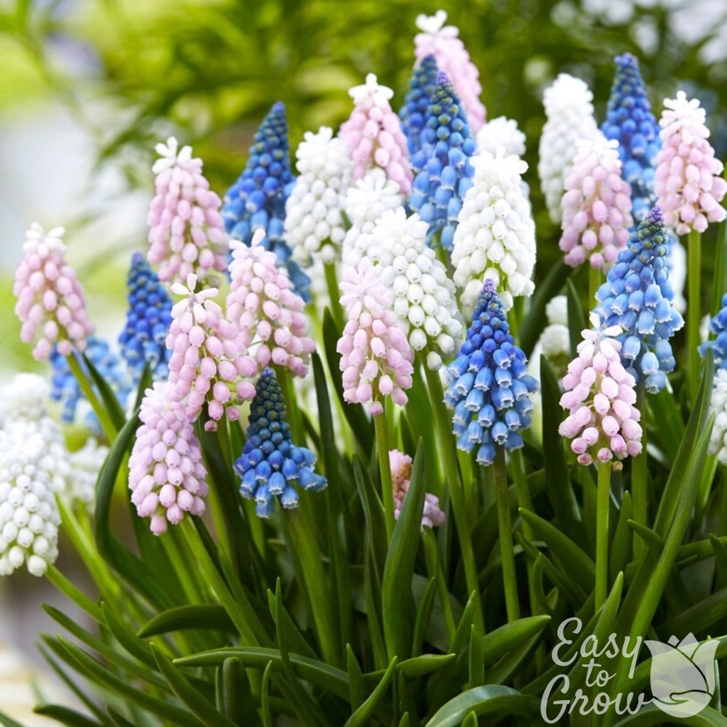 mix of pink, white and violet-blue muscari blooms